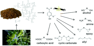 Graphical abstract: Vanillin, a promising biobased building-block for monomer synthesis