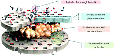 Graphical abstract: Anodic aluminium oxide membranes for immunoisolation with sufficient oxygen supply for pancreatic islets