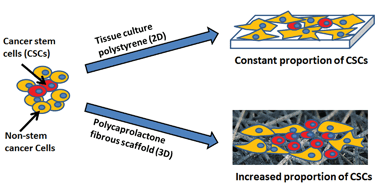 Graphical abstract: Expansion of breast cancer stem cells with fibrous scaffolds