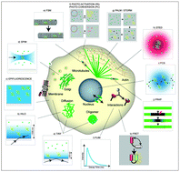 Graphical abstract: Single-molecule imaging in vivo: the dancing building blocks of the cell