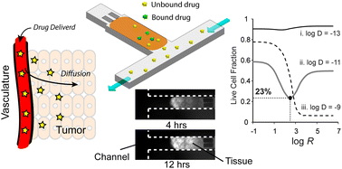 Graphical abstract: Microfluidic technique to measure intratumoral transport and calculate drug efficacy shows that binding is essential for doxorubicin and release hampers Doxil