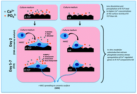 Graphical abstract: Molecular mechanisms of biomaterial-driven osteogenic differentiation in human mesenchymal stromal cells