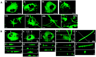 Graphical abstract: Physiological formation of fluorescent and conductive protein microfibers in live fibroblasts upon spontaneous uptake of biocompatible fluorophores