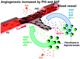 Graphical abstract: Complementary effects of ciclopirox olamine, a prolyl hydroxylase inhibitor and sphingosine 1-phosphate on fibroblasts and endothelial cells in driving capillary sprouting