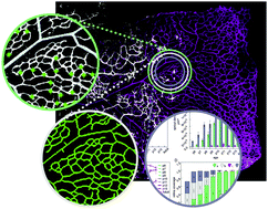 Graphical abstract: The mouse retina in 3D: quantification of vascular growth and remodeling