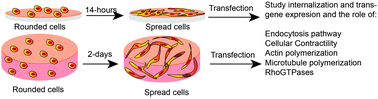 Graphical abstract: Transfection in the third dimension
