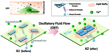 Graphical abstract: Oscillatory shear stress induced calcium flickers in osteoblast cells
