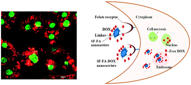 Graphical abstract: Folate conjugated silk fibroin nanocarriers for targeted drug delivery