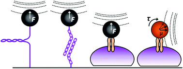 Graphical abstract: Advances in magnetic tweezers for single molecule and cell biophysics
