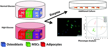 Graphical abstract: Interactions between mesenchymal stem cells, adipocytes, and osteoblasts in a 3D tri-culture model of hyperglycemic conditions in the bone marrow microenvironment