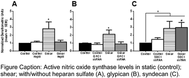 Graphical abstract: Shear-induced endothelial NOS activation and remodeling via heparan sulfate, glypican-1, and syndecan-1