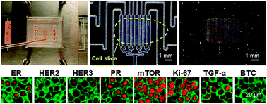 Graphical abstract: A quantum dot-based microfluidic multi-window platform for quantifying the biomarkers of breast cancer cells