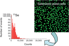 Graphical abstract: Sample introduction of single selenized yeast cells (Saccharomyces cerevisiae) by micro droplet generation into an ICP-sector field mass spectrometer for label-free detection of trace elements