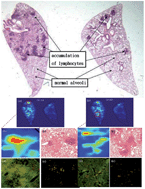 Graphical abstract: Using laser ablation inductively coupled plasma mass spectrometry to characterize the biointeractions of inhaled CdSe quantum dots in the mouse lungs