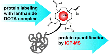 Graphical abstract: DOTA based metal labels for protein quantification: a review