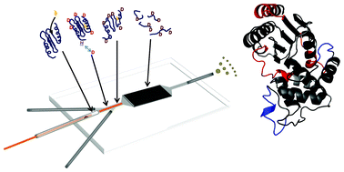 Graphical abstract: An electrospray ms-coupled microfluidic device for sub-second hydrogen/deuterium exchange pulse-labelling reveals allosteric effects in enzyme inhibition