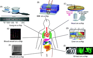 Graphical abstract: Microfabricated mammalian organ systems and their integration into models of whole animals and humans