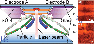 Graphical abstract: Rapid generation and manipulation of microfluidic vortex flows induced by AC electrokinetics with optical illumination