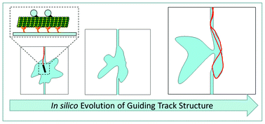 Graphical abstract: In silico evolution of guiding track designs for molecular shuttles powered by kinesin motors