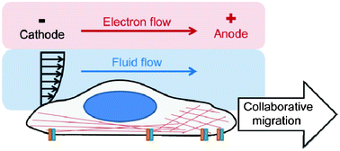 Graphical abstract: Collaborative effects of electric field and fluid shear stress on fibroblast migration