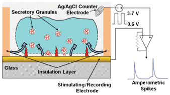 Graphical abstract: Electroporation followed by electrochemical measurement of quantal transmitter release from single cells using a patterned microelectrode
