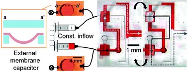 Graphical abstract: Microfluidic oscillators with widely tunable periods