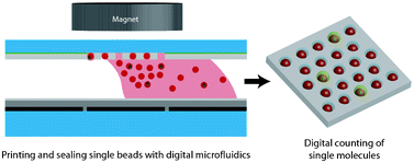 Graphical abstract: Digital microfluidics-enabled single-molecule detection by printing and sealing single magnetic beads in femtoliter droplets