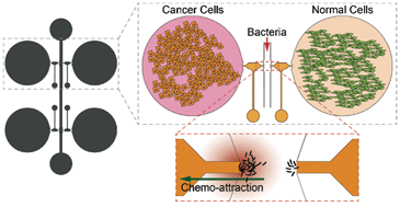 Graphical abstract: A novel microfluidic co-culture system for investigation of bacterial cancer targeting