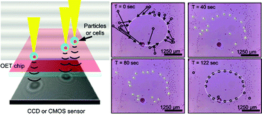 Graphical abstract: Optoelectronic tweezers integrated with lensfree holographic microscopy for wide-field interactive cell and particle manipulation on a chip