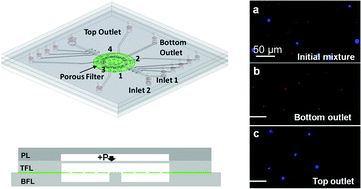 Graphical abstract: High throughput multilayer microfluidic particle separation platform using embedded thermoplastic-based micropumping