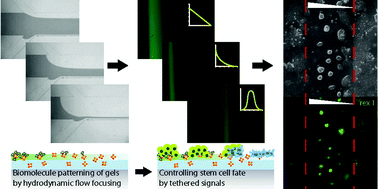 Graphical abstract: Patterning of cell-instructive hydrogels by hydrodynamic flow focusing