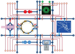 Graphical abstract: Scaling and systems biology for integrating multiple organs-on-a-chip