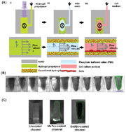 Graphical abstract: Hydrogel-coated microfluidic channels for cardiomyocyte culture
