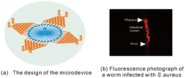 Graphical abstract: An integrated microfluidic platform for evaluating in vivo antimicrobial activity of natural compounds using a whole-animal infection model