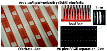 Graphical abstract: Photopatterned free-standing polyacrylamide gels for microfluidic protein electrophoresis