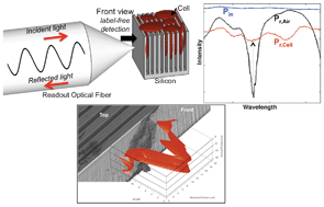 Graphical abstract: Label-free optical detection of cells grown in 3D silicon microstructures