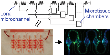 Graphical abstract: A microfluidic platform for generating large-scale nearly identical human microphysiological vascularized tissue arrays