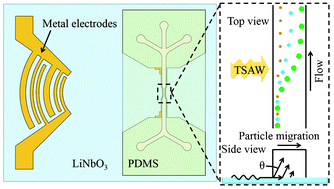 Graphical abstract: Continuous separation of particles in a PDMS microfluidic channel via travelling surface acoustic waves (TSAW)
