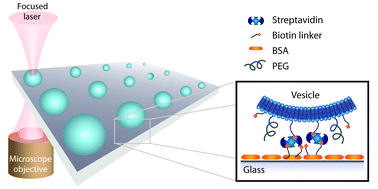 Graphical abstract: Single vesicle biochips for ultra-miniaturized nanoscale fluidics and single molecule bioscience