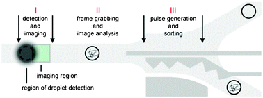Graphical abstract: Real-time image processing for label-free enrichment of Actinobacteria cultivated in picolitre droplets