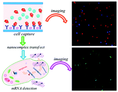 Graphical abstract: On-chip selective capture of cancer cells and ultrasensitive fluorescence detection of survivin mRNA in a single living cell
