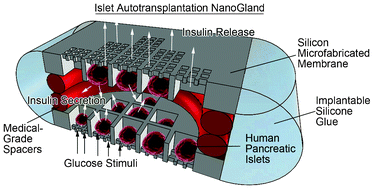 Graphical abstract: Characterization of a nanogland for the autotransplantation of human pancreatic islets
