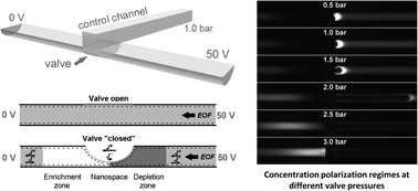 Graphical abstract: Elastomeric microvalves as tunable nanochannels for concentration polarization