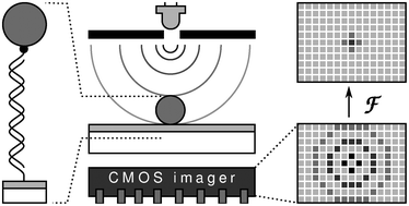 Graphical abstract: Lens-free imaging of magnetic particles in DNA assays