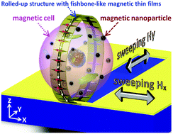 Graphical abstract: Single cell detection using 3D magnetic rolled-up structures