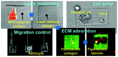 Graphical abstract: In situ laser micropatterning of proteins for dynamically arranging living cells