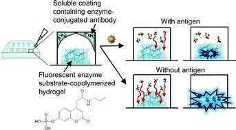 Graphical abstract: Design of a single-step immunoassay principle based on the combination of an enzyme-labeled antibody release coating and a hydrogel copolymerized with a fluorescent enzyme substrate in a microfluidic capillary device