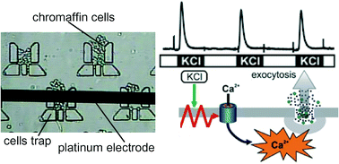 Graphical abstract: A microfluidic platform for chemical stimulation and real time analysis of catecholamine secretion from neuroendocrine cells
