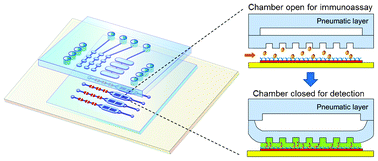 Graphical abstract: Ultrasensitive microfluidic solid-phase ELISA using an actuatable microwell-patterned PDMS chip