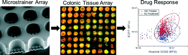 Graphical abstract: Capture and 3D culture of colonic crypts and colonoids in a microarray platform